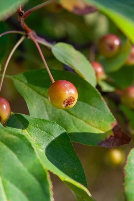 加入蓝狐 加入蓝狐